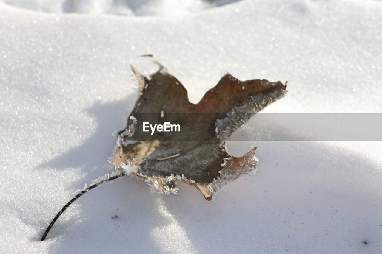 CLOSE-UP OF FROZEN LEAVES ON LAND