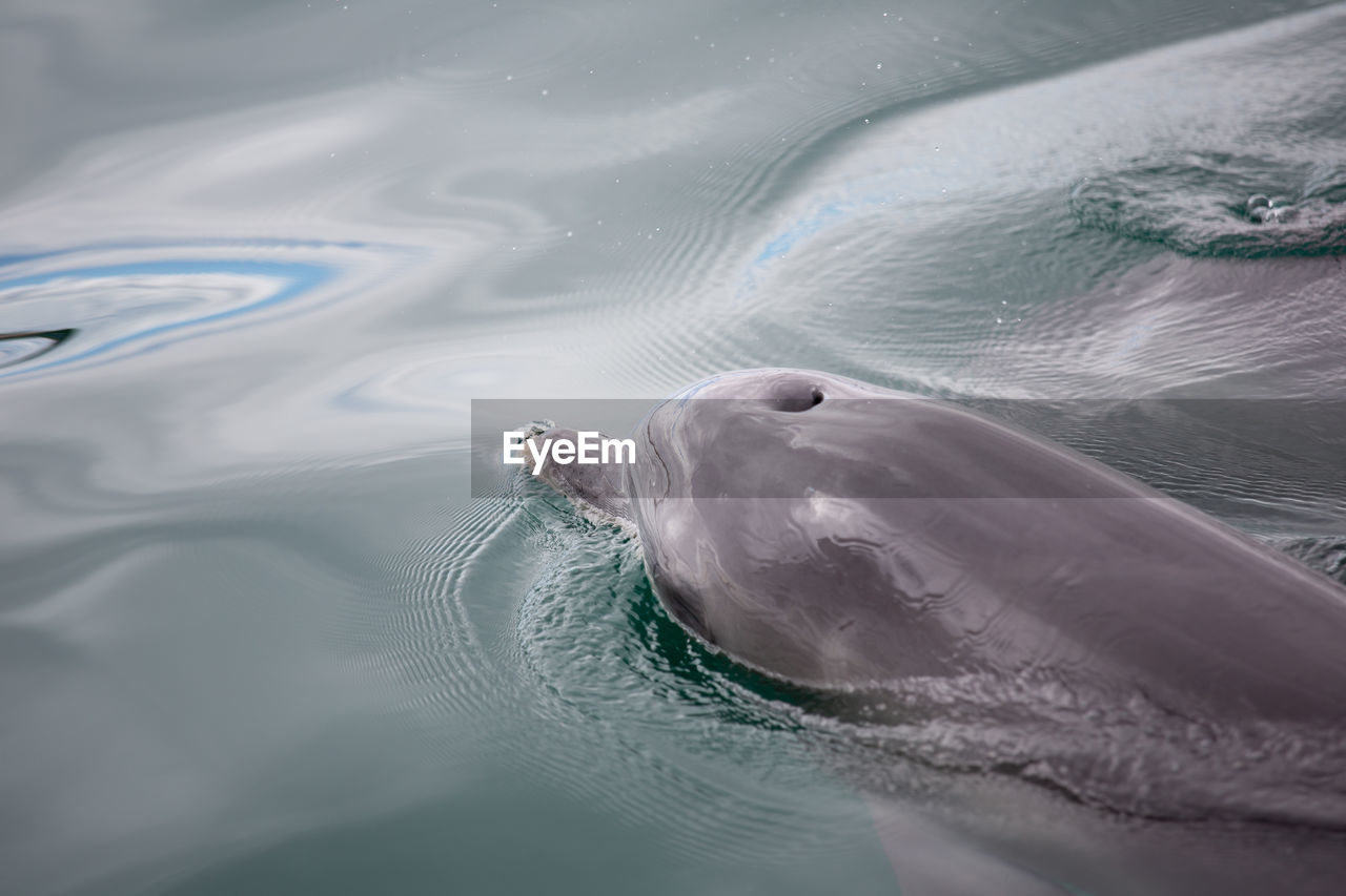 High angle view of dolphin swimming in sea