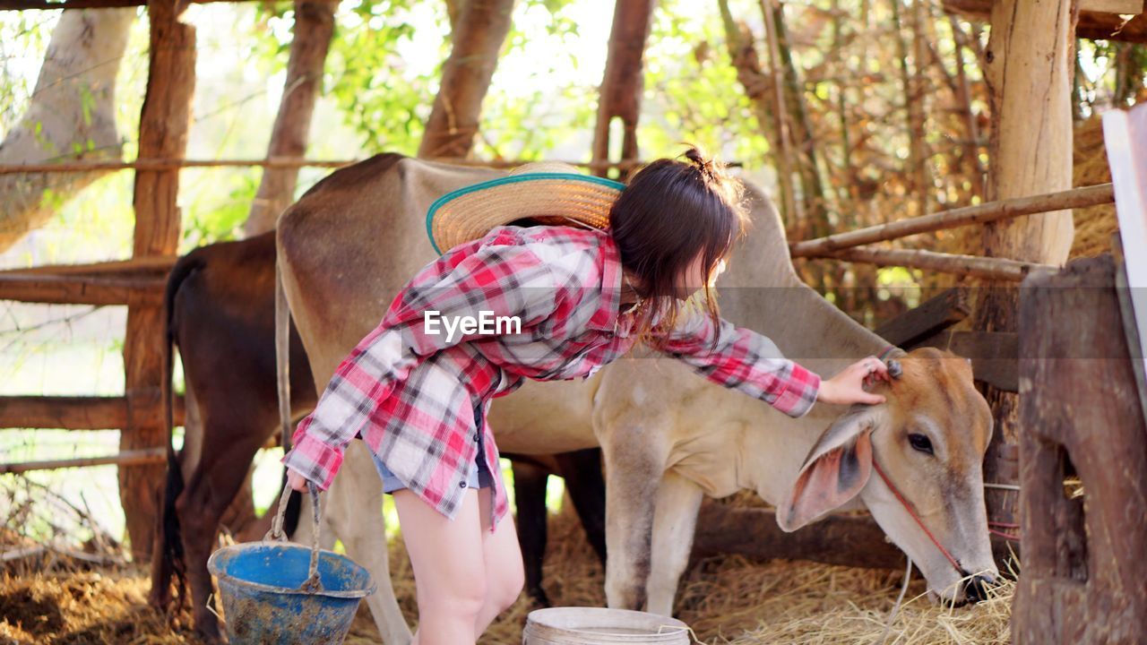 Woman touching cow while standing at farm