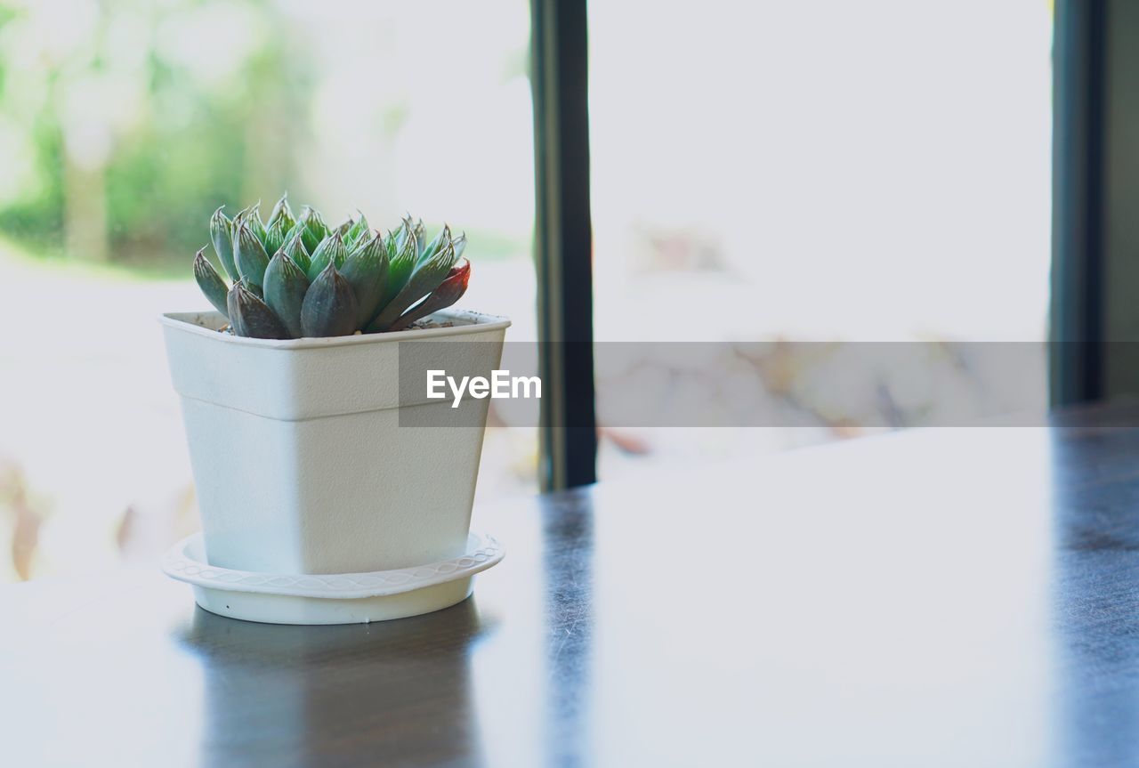 POTTED PLANT ON GLASS WINDOW