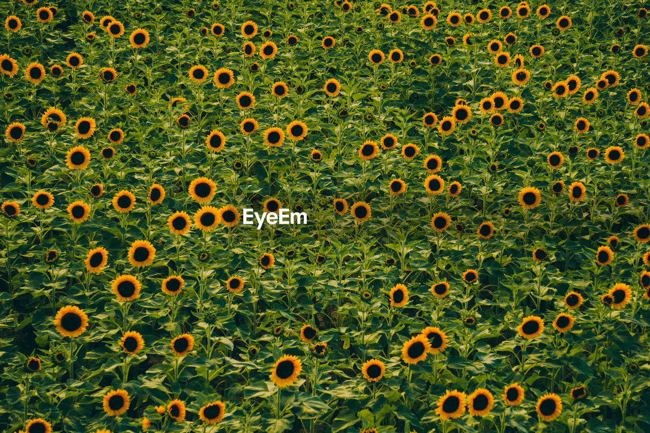 Full frame shot of sunflowers