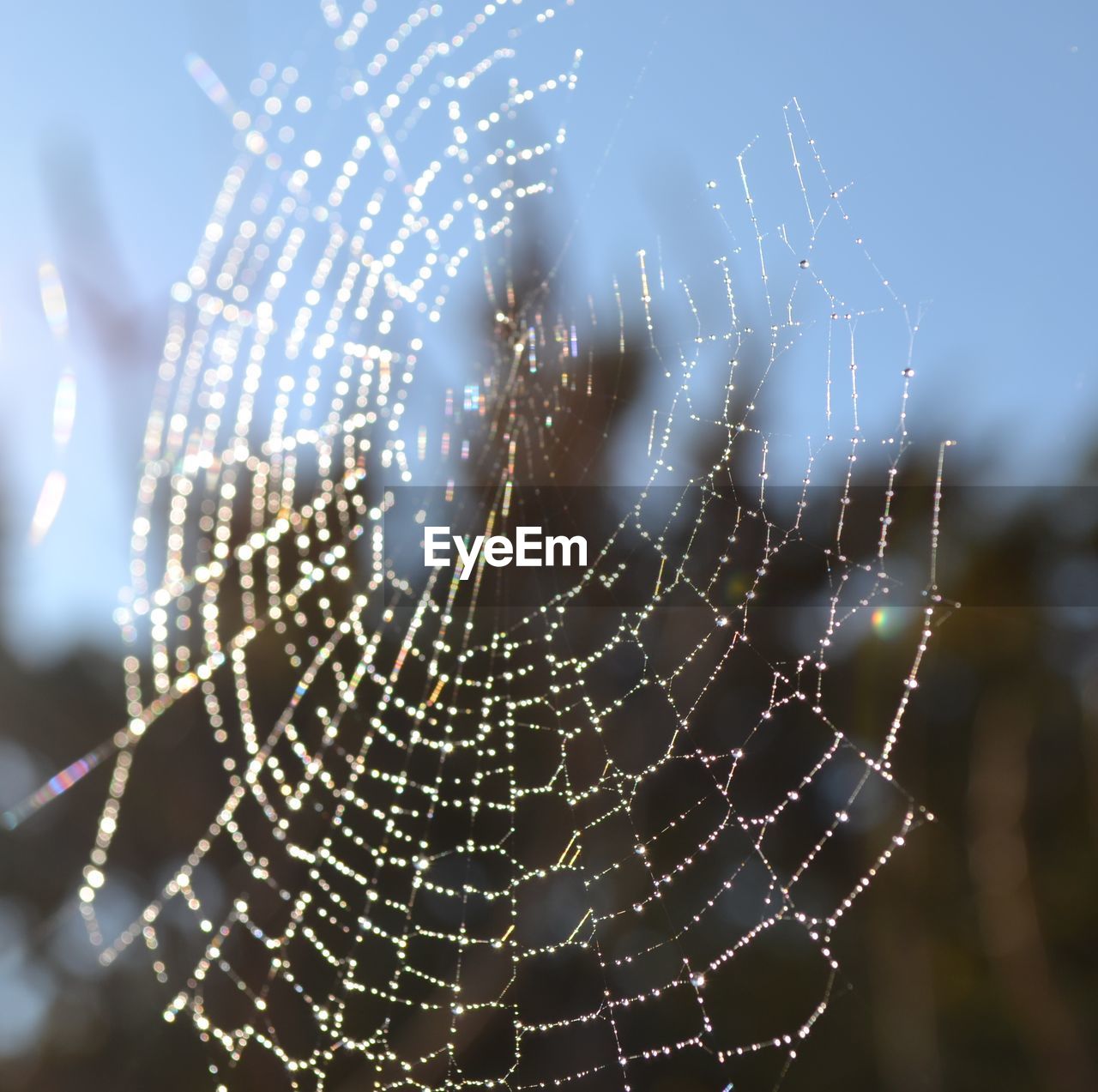 CLOSE-UP OF SPIDER WEB AGAINST STAR