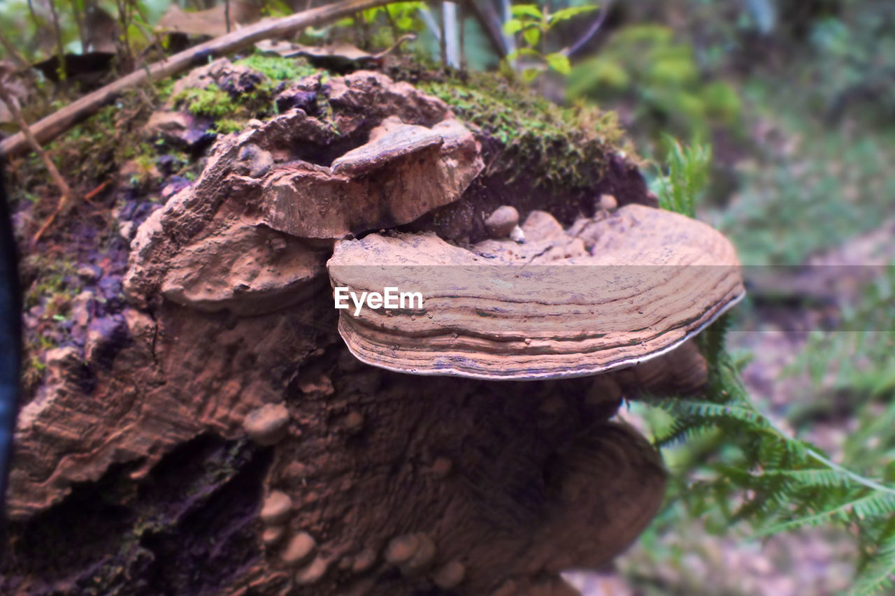 Fungi in the woods