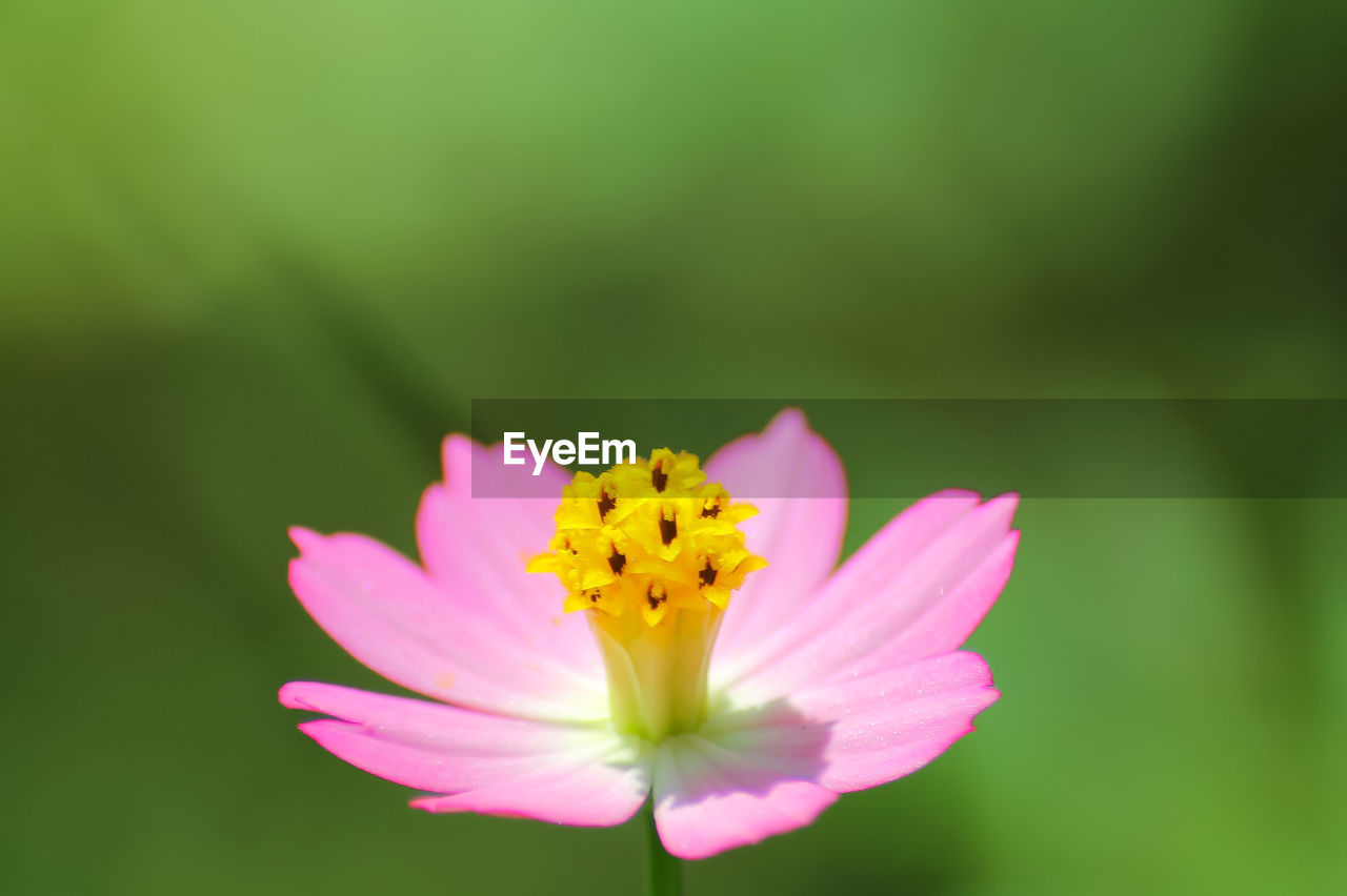 CLOSE-UP OF FRESH PINK FLOWER AGAINST YELLOW FLOWERING PLANT