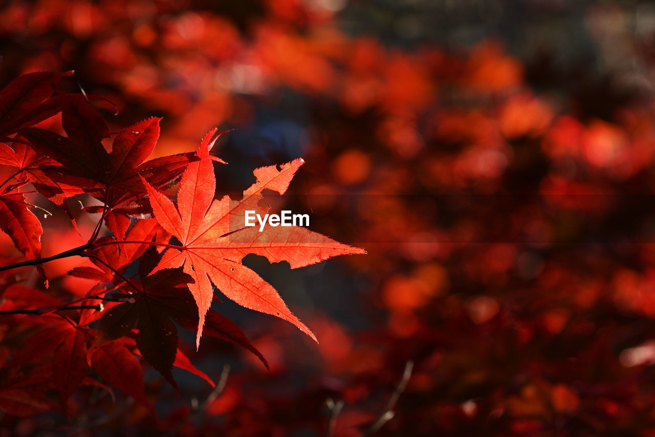 Close-up of maple leaves on tree