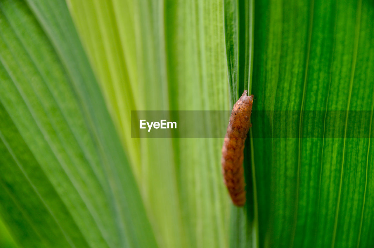 Close-up of caterpillar at plant