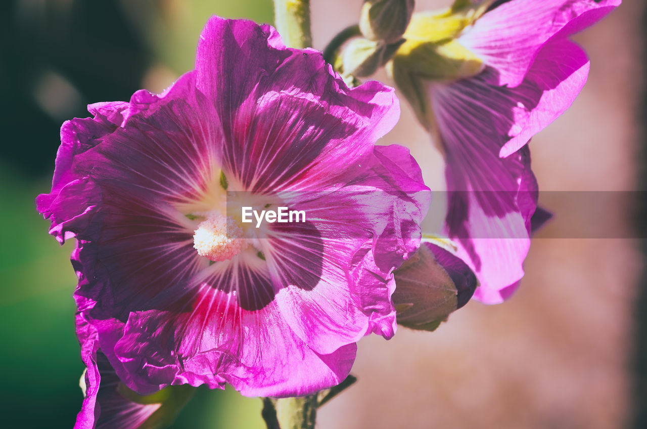 CLOSE-UP OF PINK IRIS FLOWER