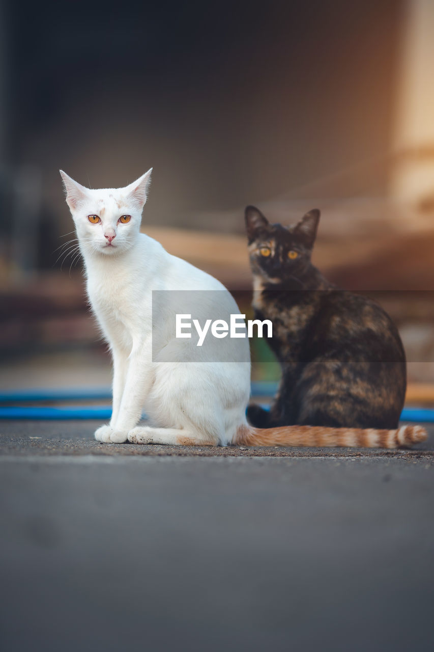 PORTRAIT OF CATS SITTING ON FLOOR