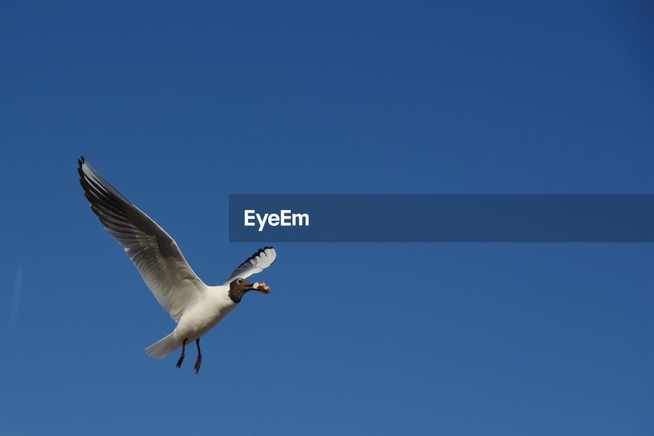 Low angle view of seagull carrying food while flying against sky