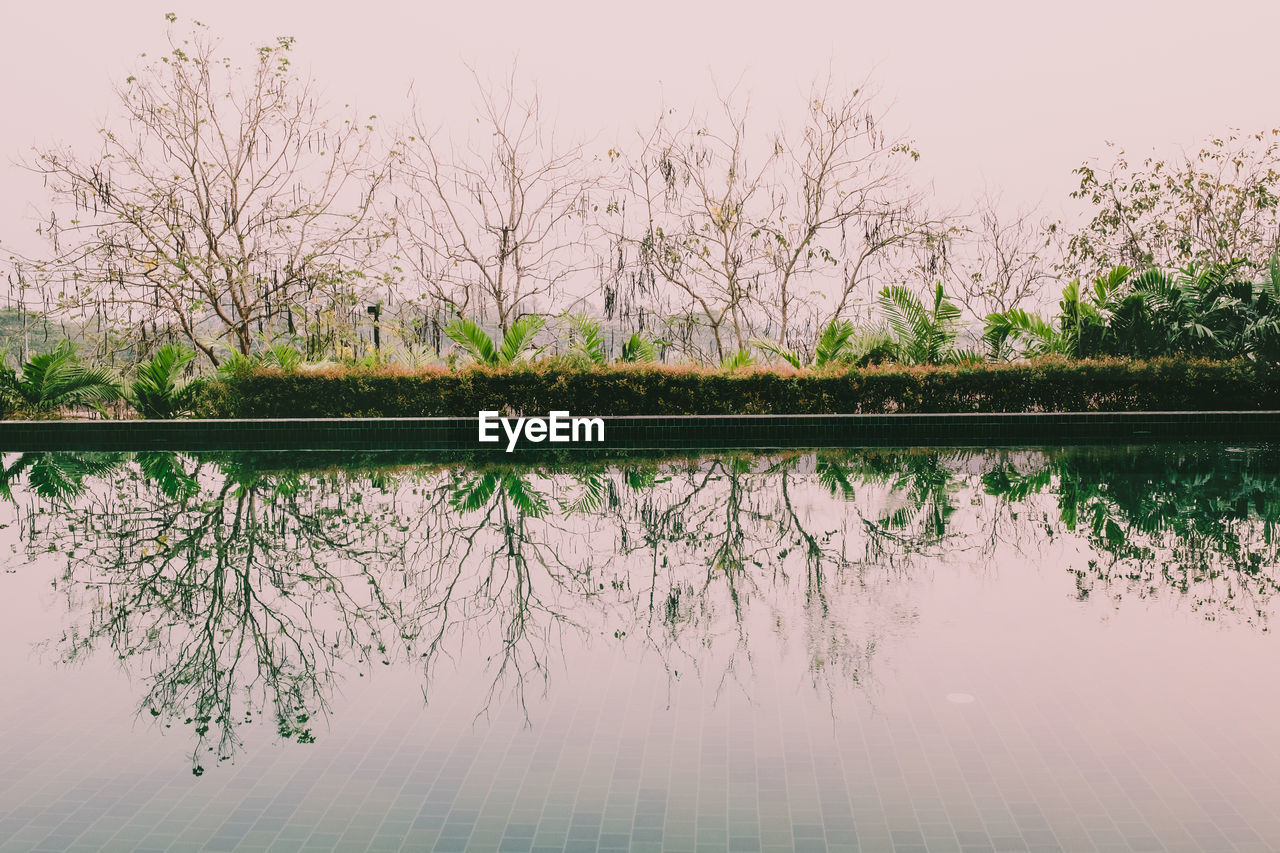 PLANTS BY LAKE AGAINST SKY