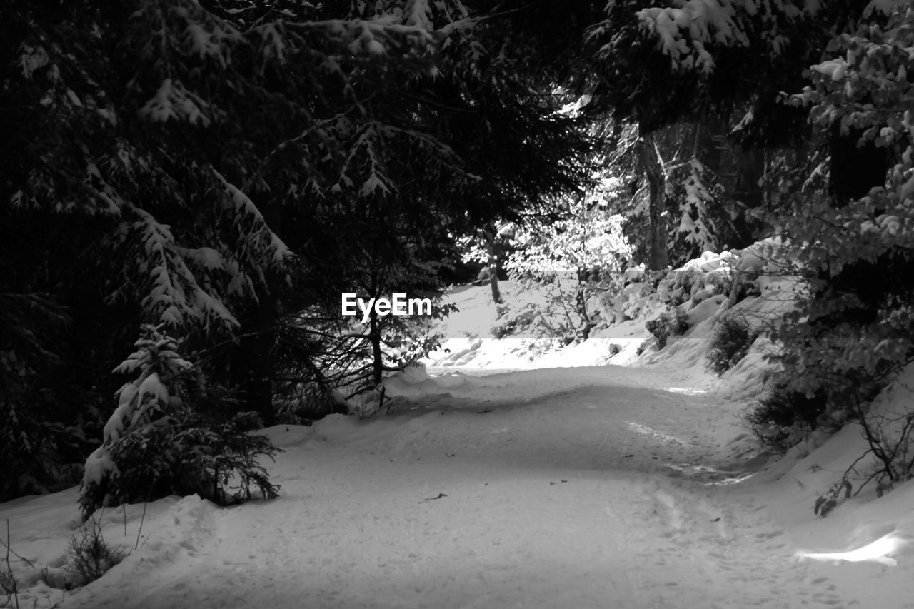 SNOW COVERED TREES ON ROAD