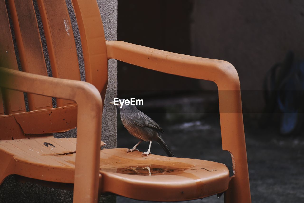 Close-up of bird perching on wood