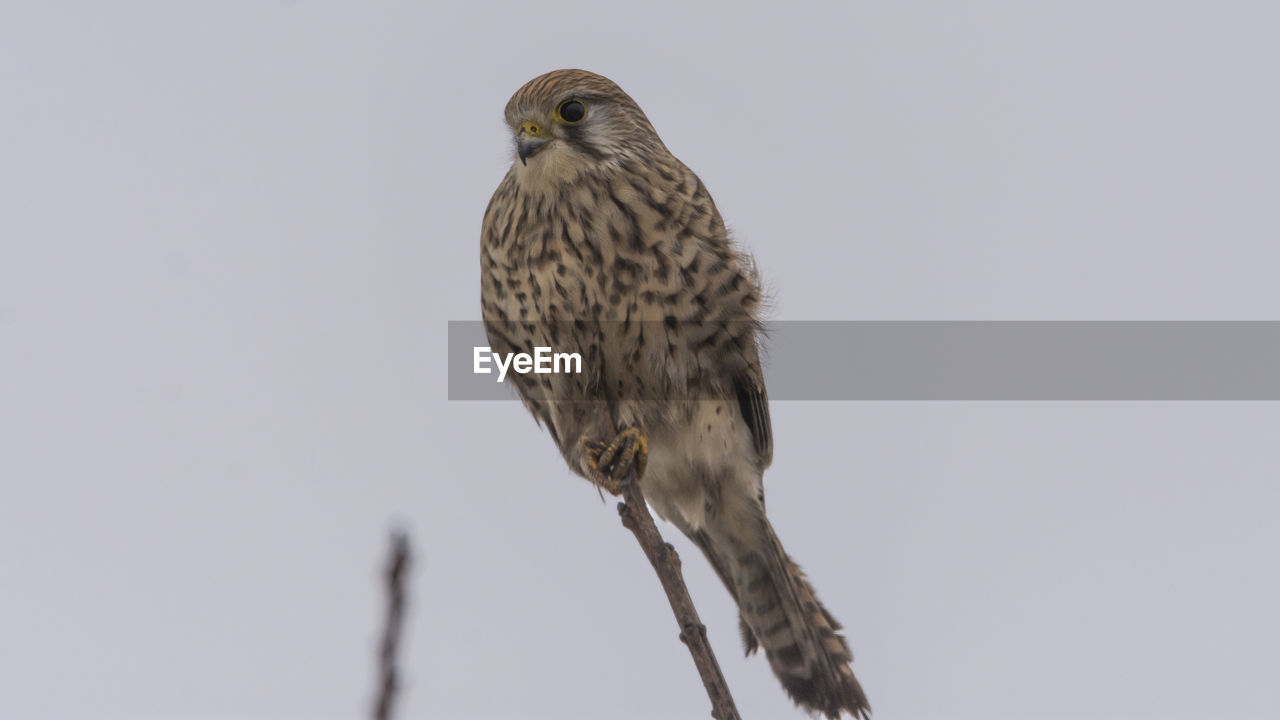 Close-up of hawk on twig