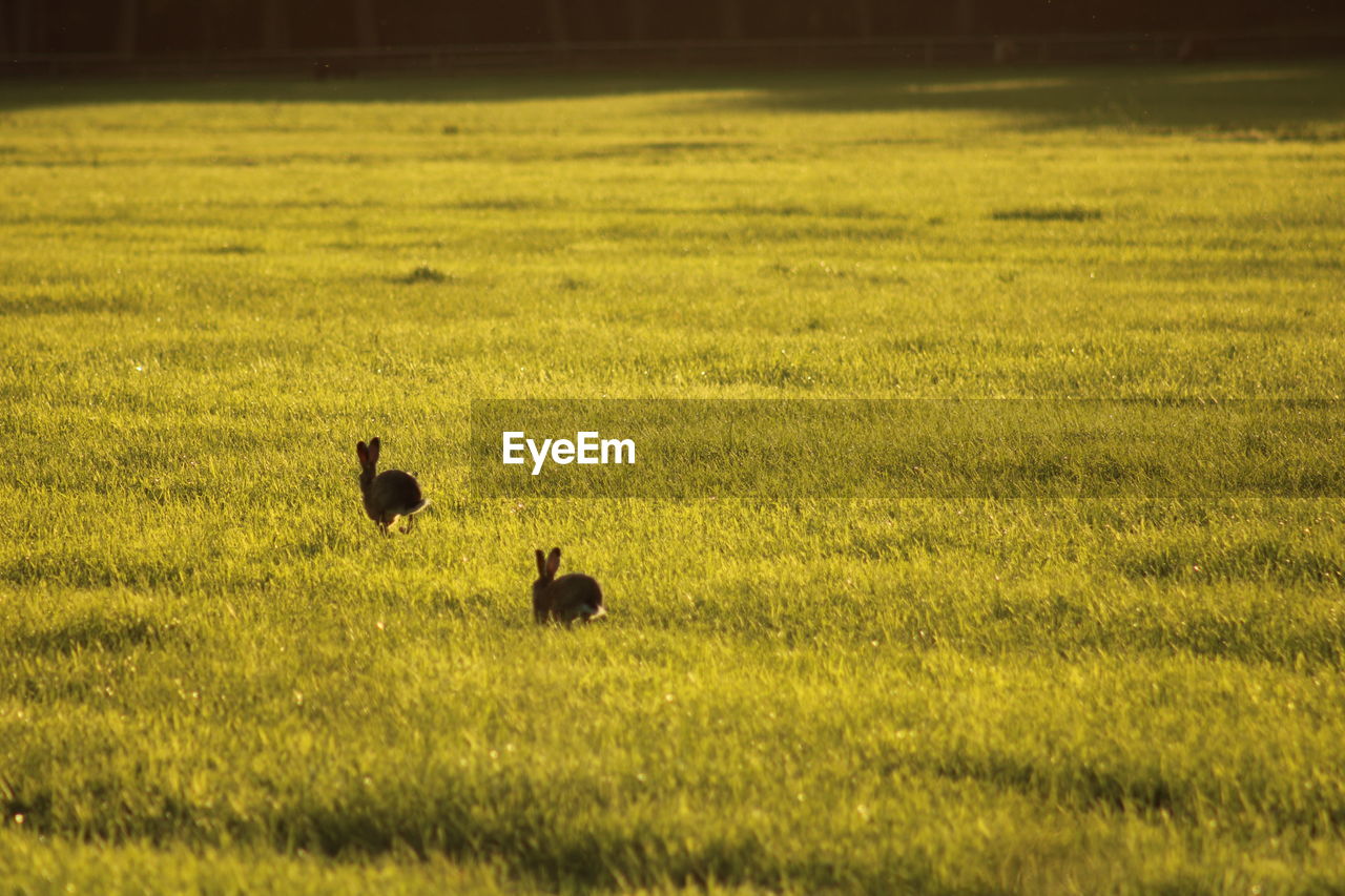 VIEW OF BIRD IN FIELD