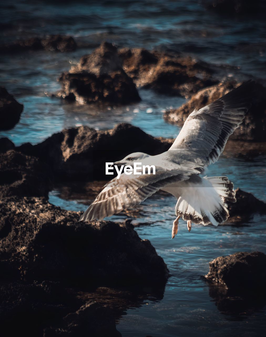 animal, animal themes, wildlife, animal wildlife, water, bird, sea, flying, wave, one animal, ocean, spread wings, seabird, reflection, nature, coast, no people, motion, rock, land, beauty in nature, beach, shore, blue, outdoors, seagull, animal body part, gull, wing