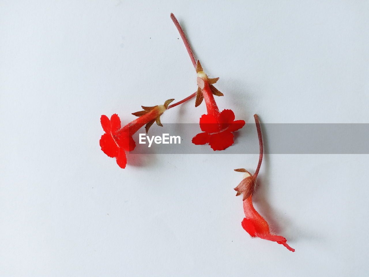 CLOSE-UP OF RED LEAVES AGAINST WHITE BACKGROUND