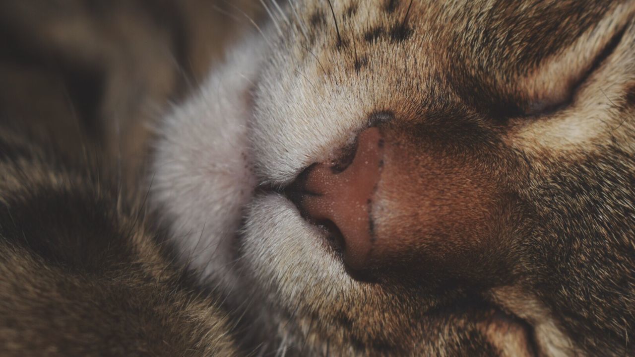 CLOSE-UP OF CAT SLEEPING ON BLANKET