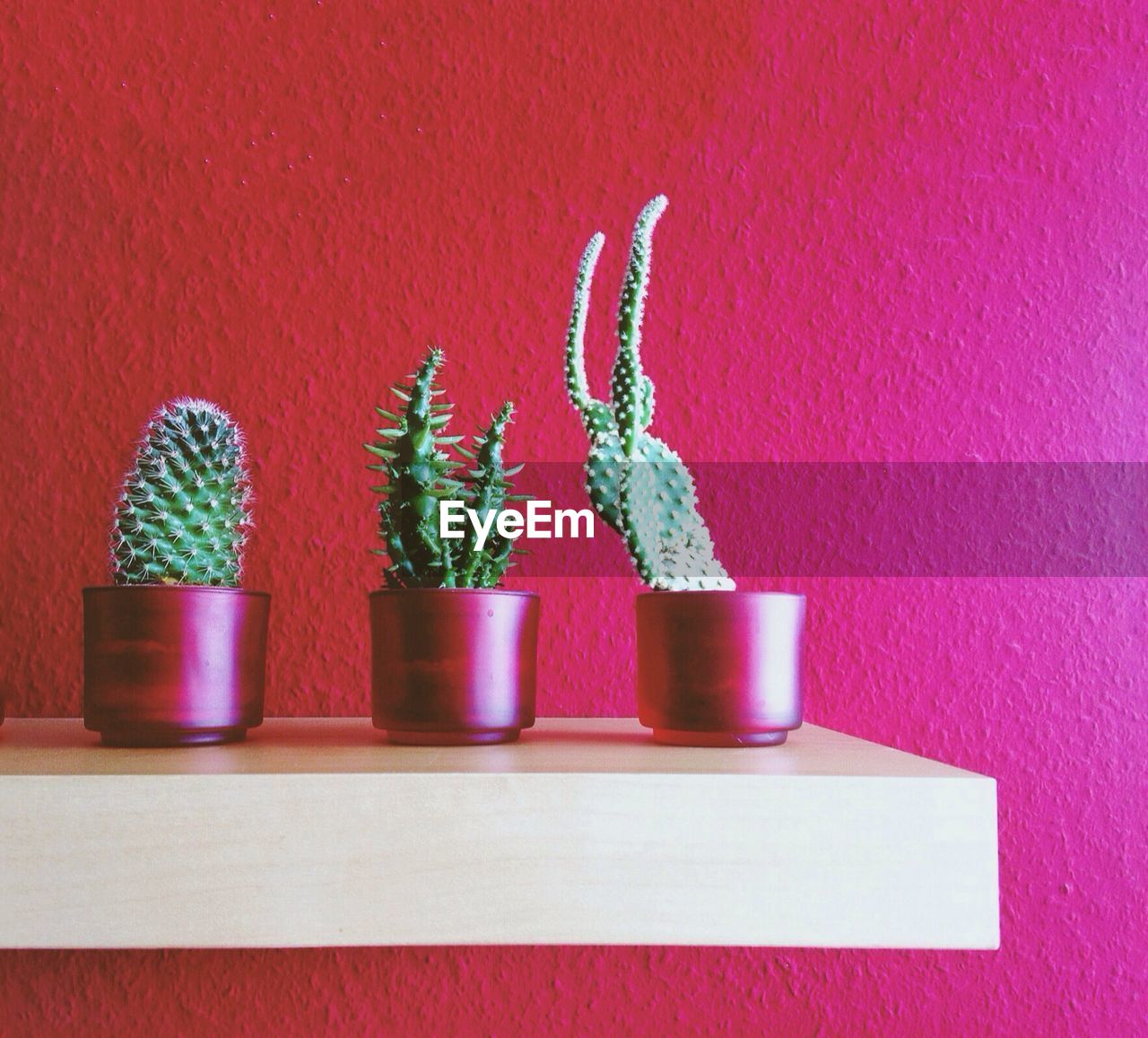Cactus plant in pots on rack
