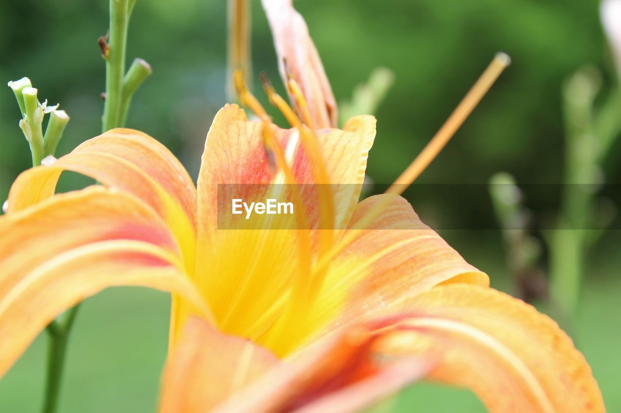 CLOSE-UP OF DAY LILY OUTDOORS