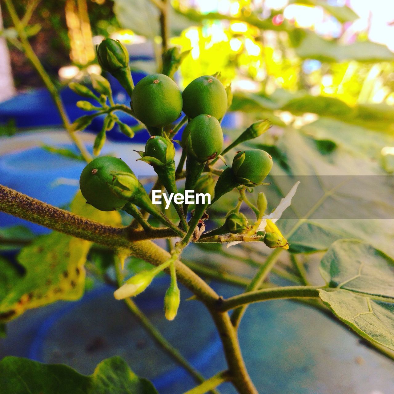 CLOSE-UP OF FRUITS GROWING ON PLANT