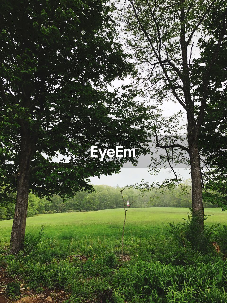 VIEW OF TREES ON FIELD