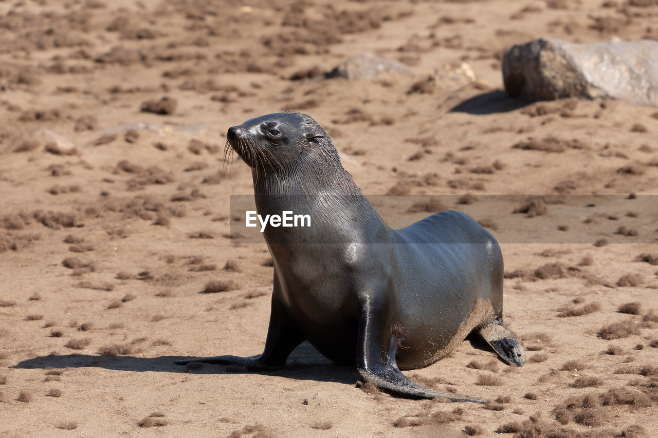 SEA LION ON BEACH