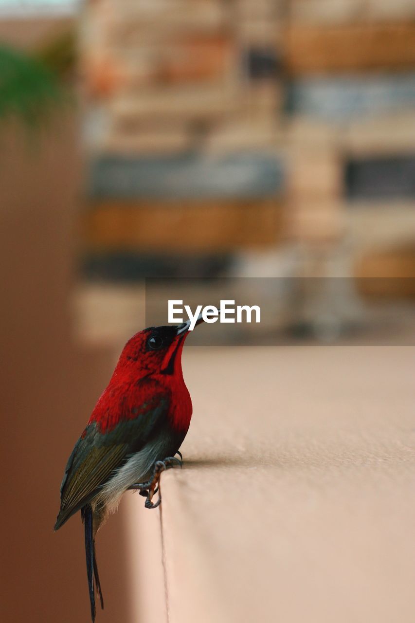 Close-up of tiny red bird outside my house.