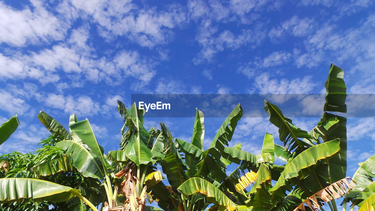 Low angle view of banana tree against cloudy blue sky