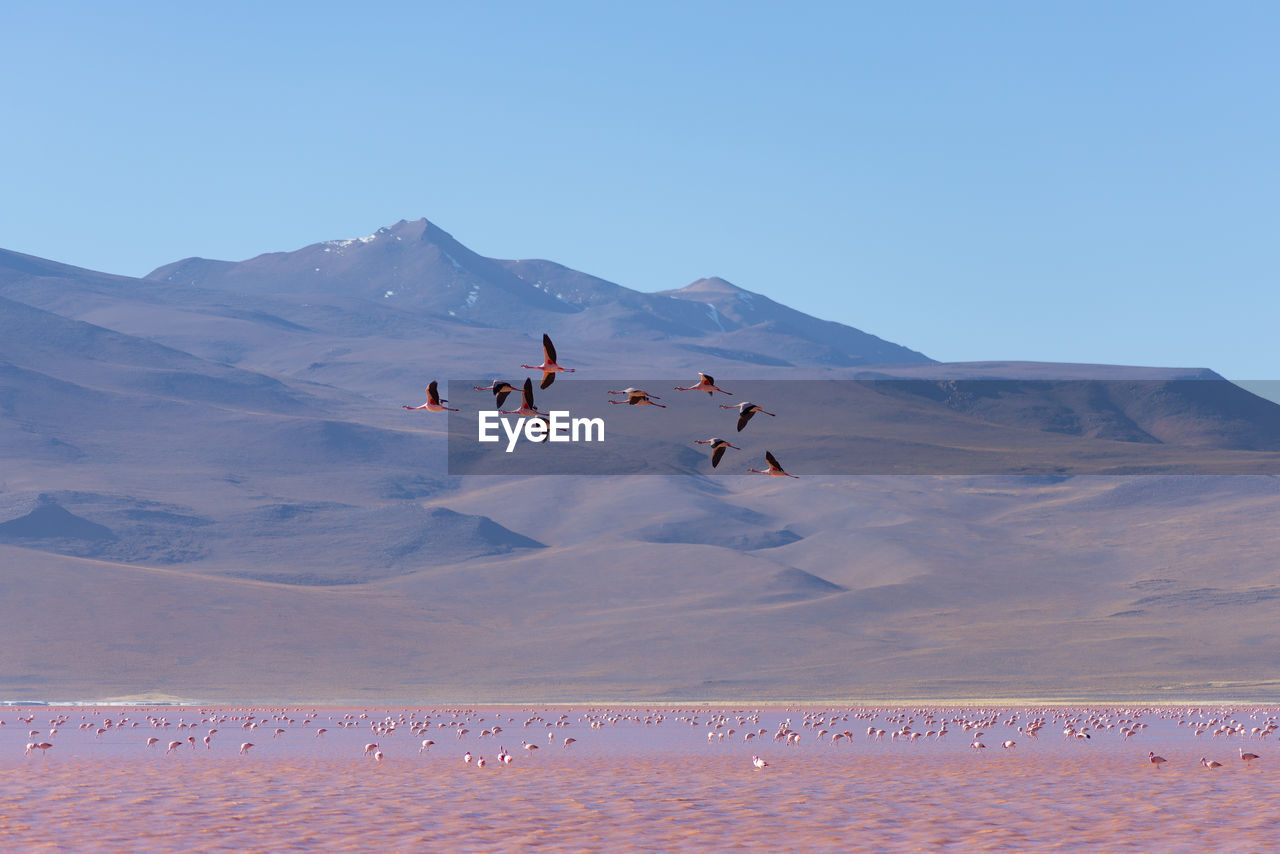 Birds against rocky landscape