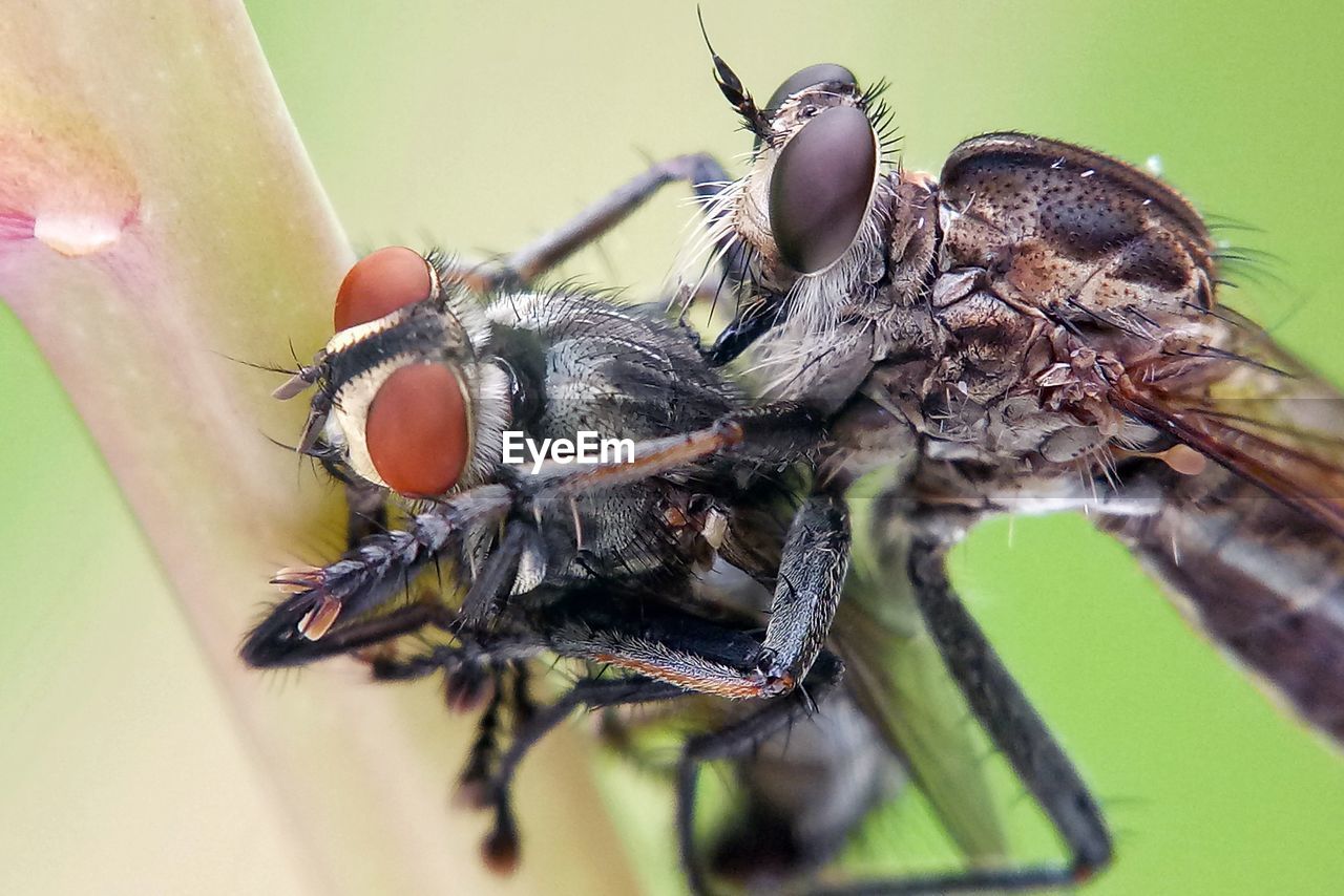 CLOSE UP OF FLY