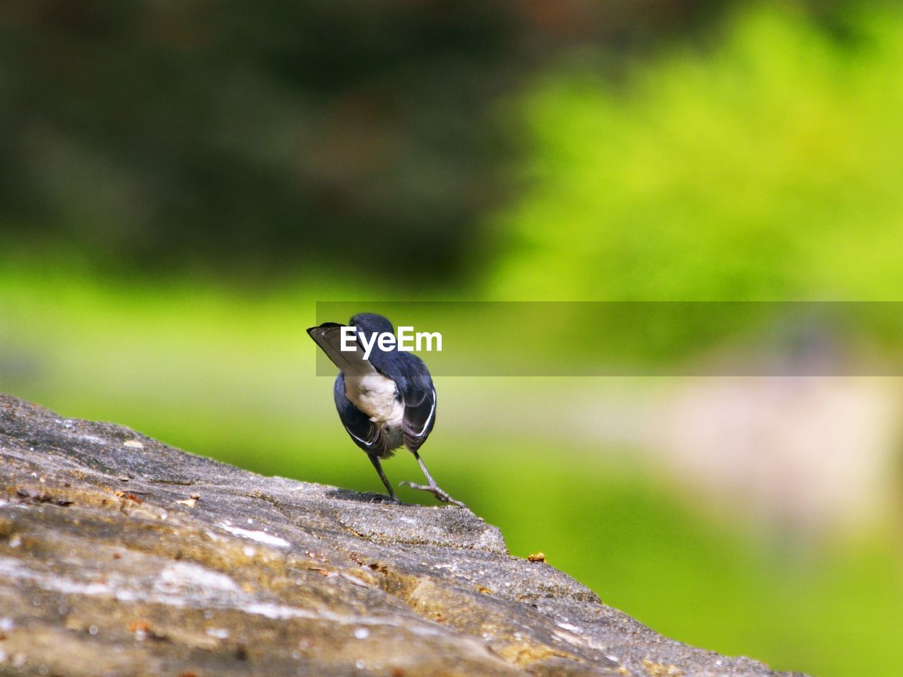 Bird perching on wood