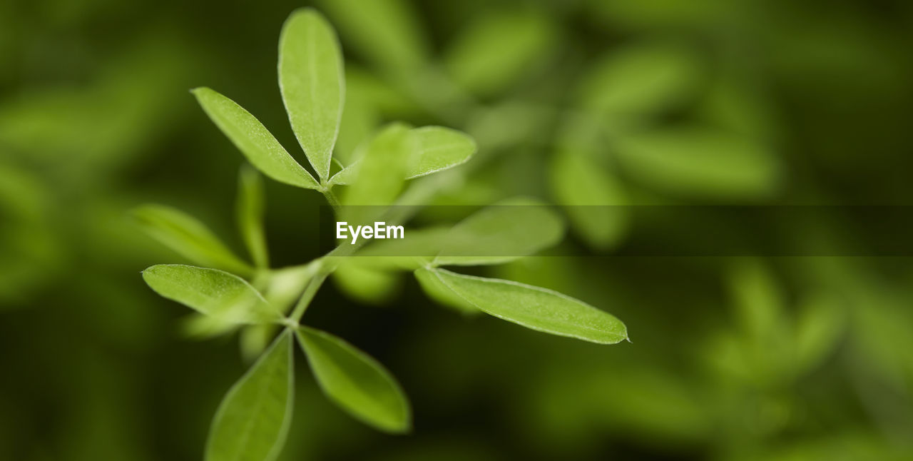 plant, plant part, leaf, green, nature, close-up, food and drink, freshness, food, growth, beauty in nature, grass, no people, herb, flower, outdoors, medicine, agriculture, environment, macro photography, shrub, focus on foreground, selective focus, herbal medicine, healthcare and medicine, summer, backgrounds, day, lush foliage, extreme close-up, foliage