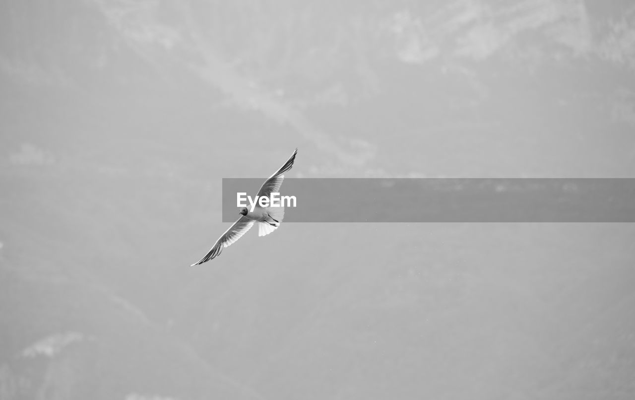 LOW ANGLE VIEW OF A BIRD FLYING