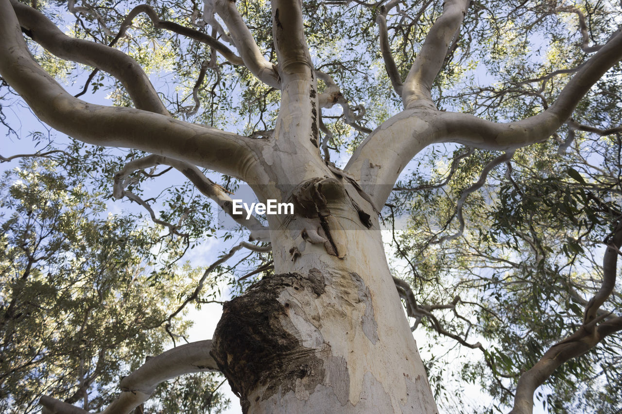 Low angle view of trees against sky