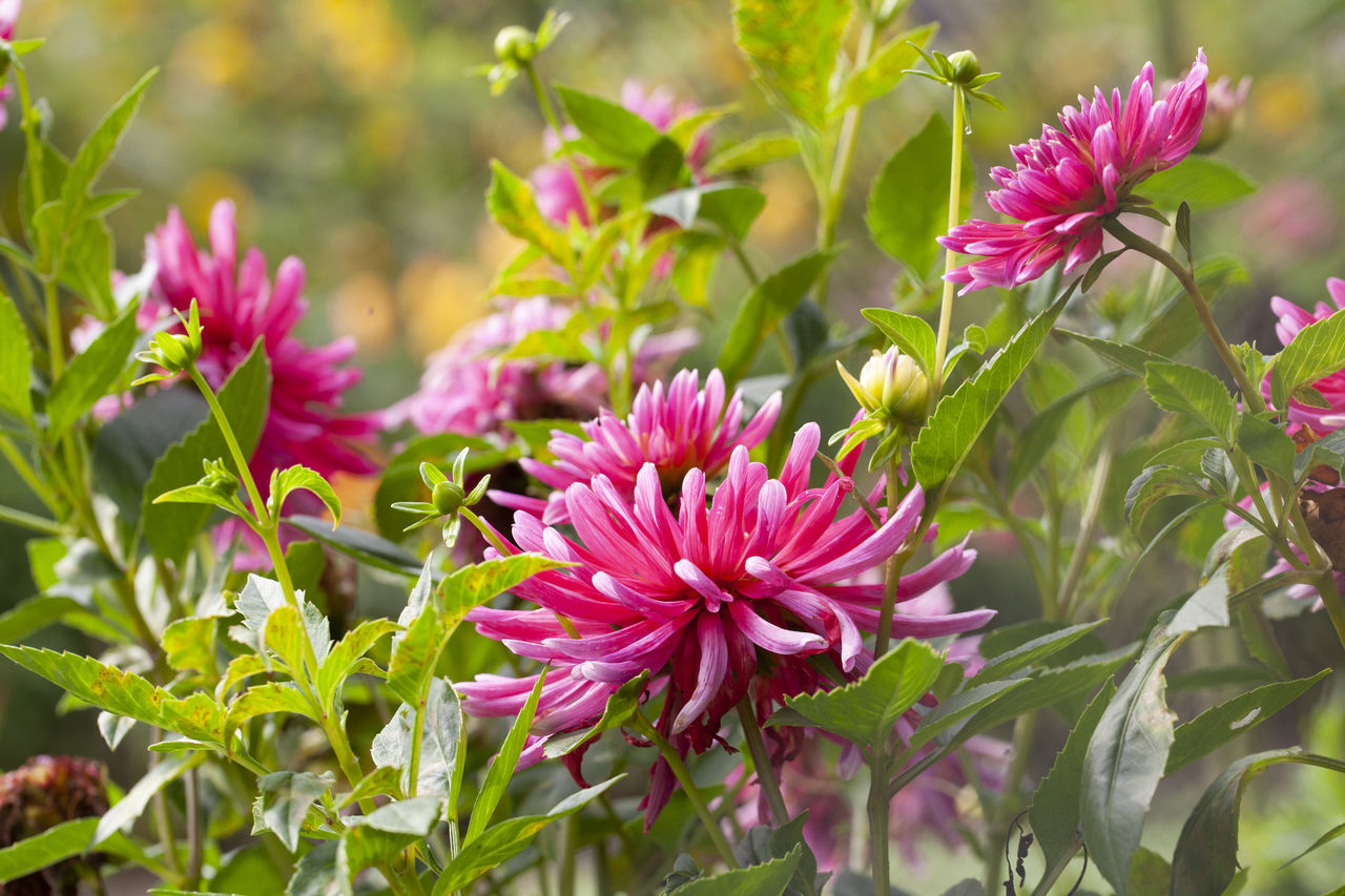 close-up of pink flowers