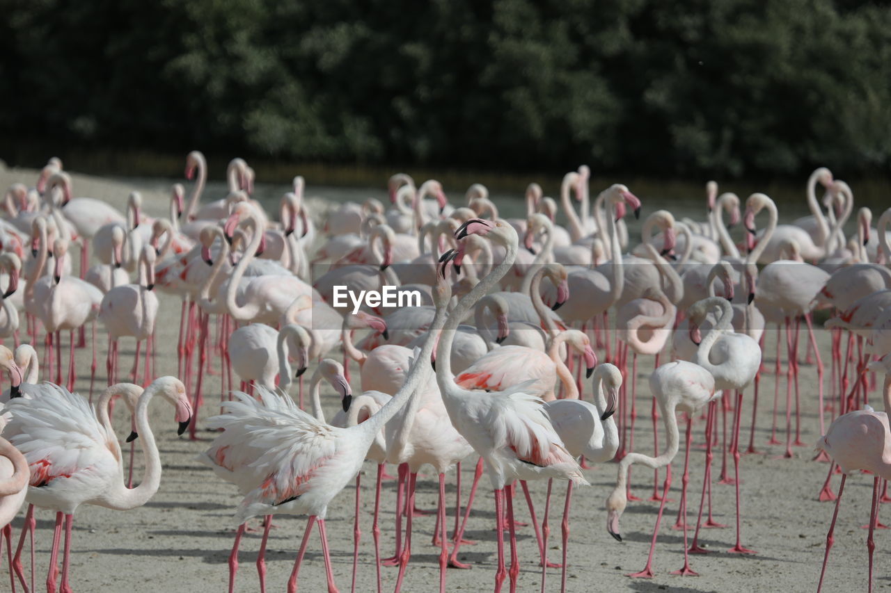 Flock of flamingoes perching on dirt road against trees