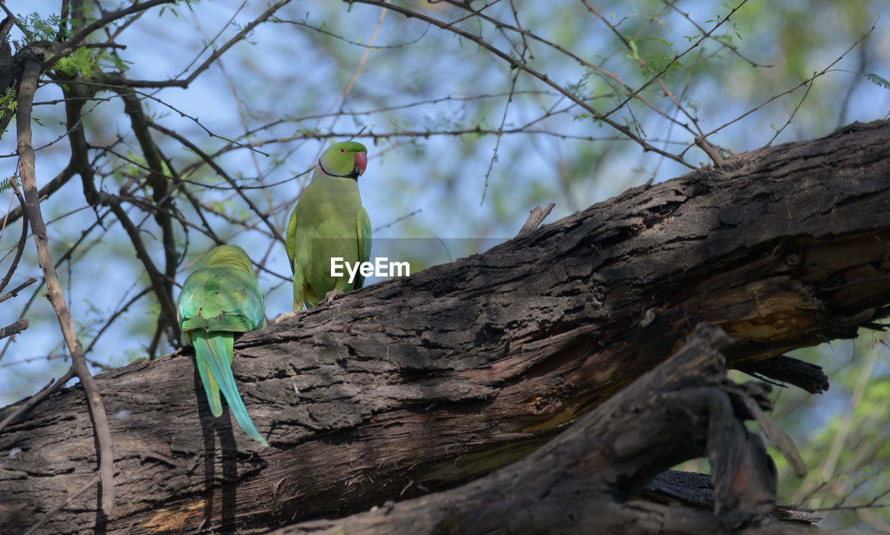 tree, animal themes, animal, animal wildlife, branch, bird, nature, plant, wildlife, perching, one animal, no people, tree trunk, trunk, parrot, green, outdoors, low angle view, beauty in nature, day, leaf