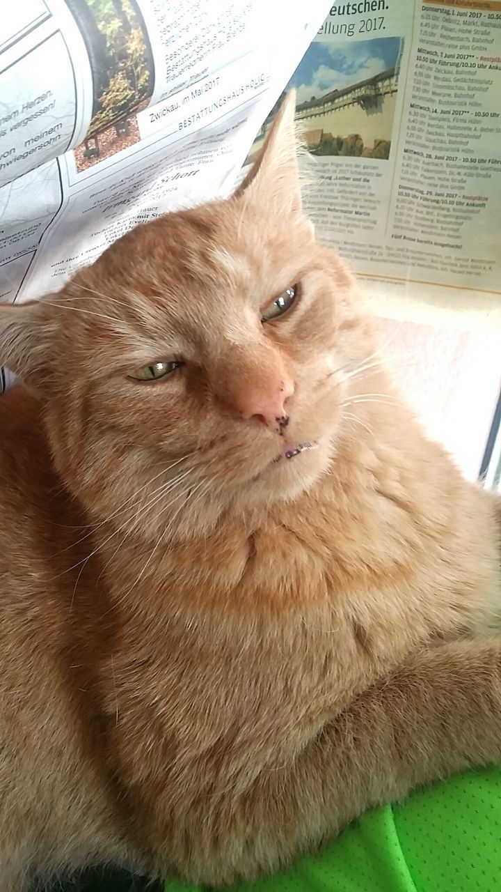 CLOSE-UP PORTRAIT OF CAT ON BLANKET