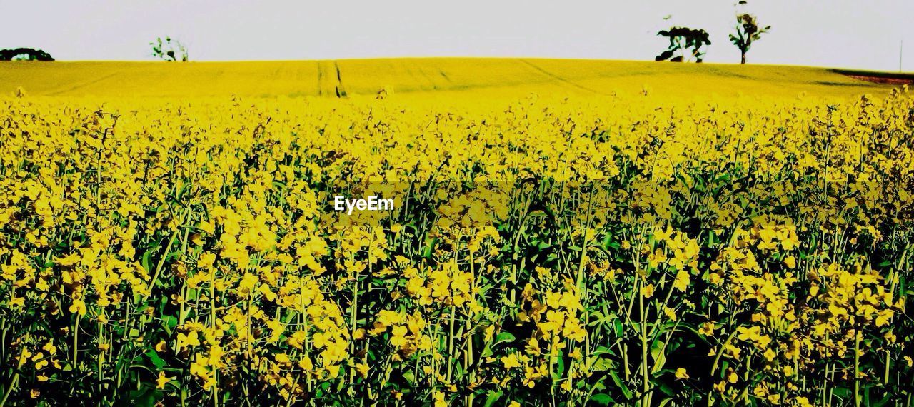 OILSEED RAPE FIELD