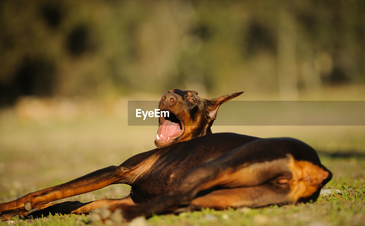 Doberman pinscher lying on grass at park