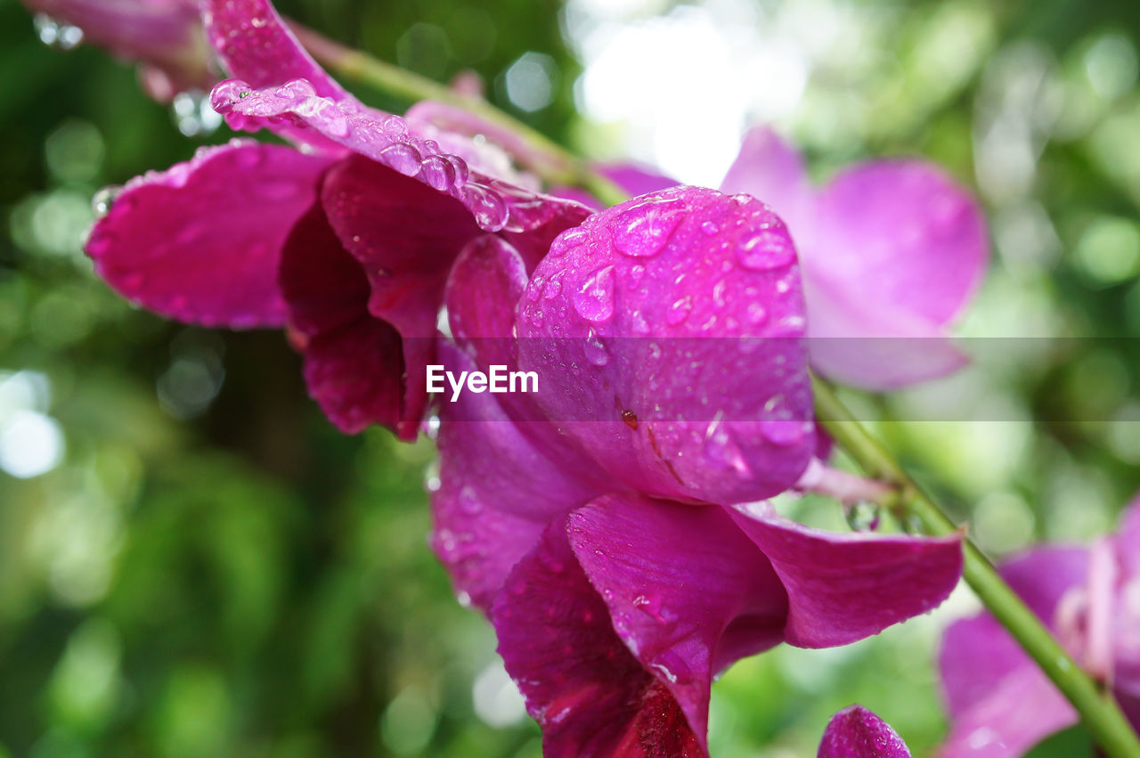 CLOSE-UP OF WATER DROPS ON PINK FLOWER