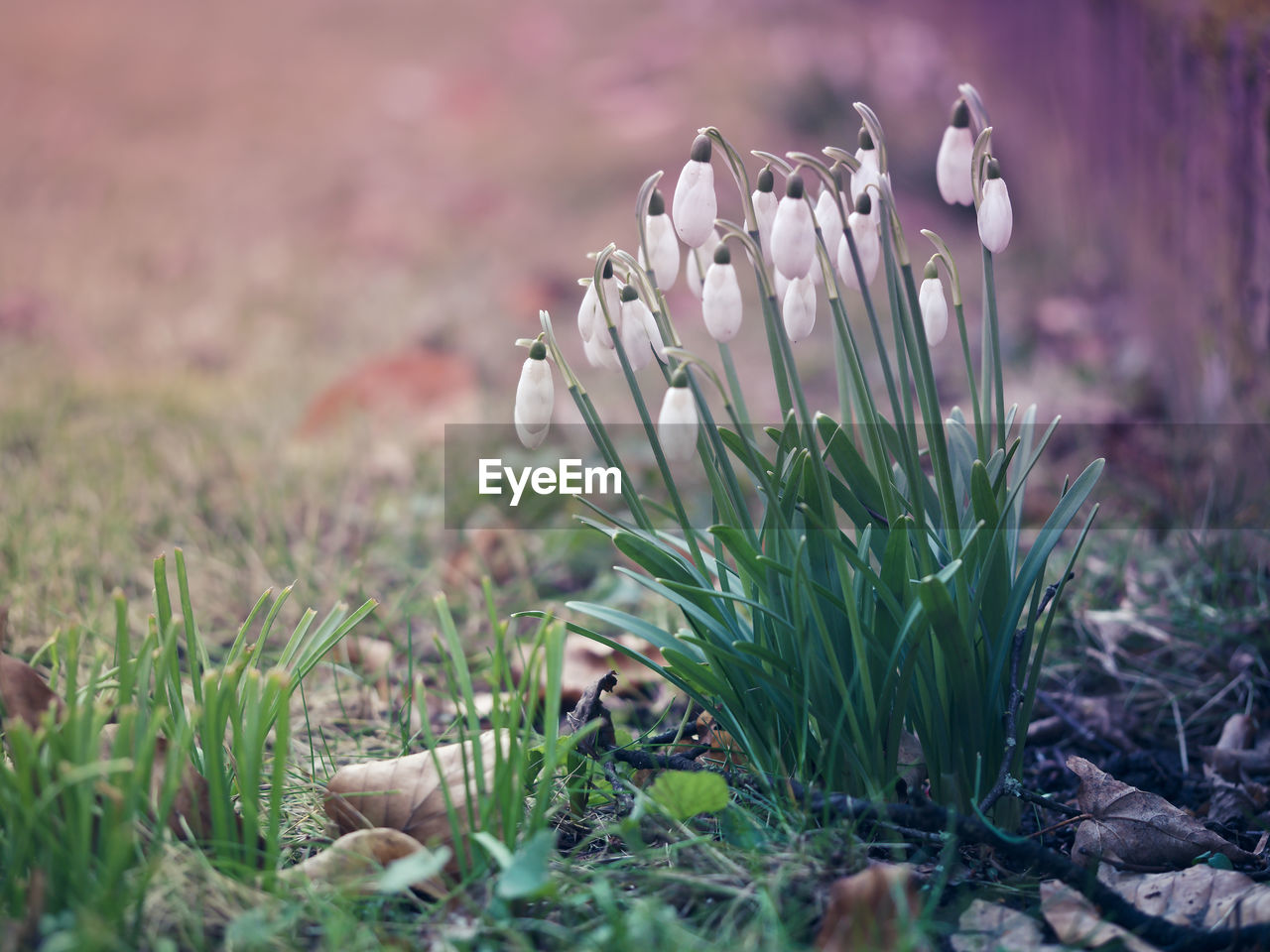 Close-up of snowdrop on field