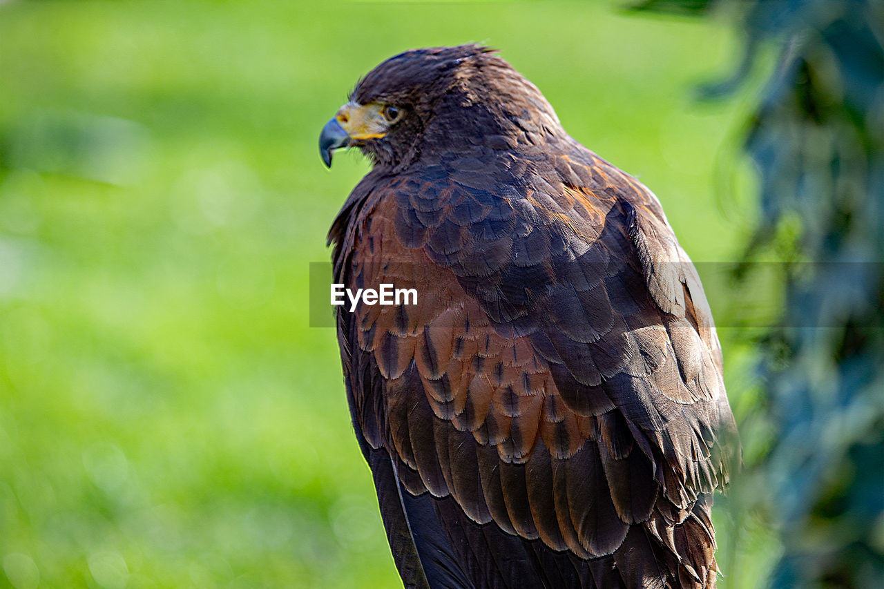 Close-up of hawk perching