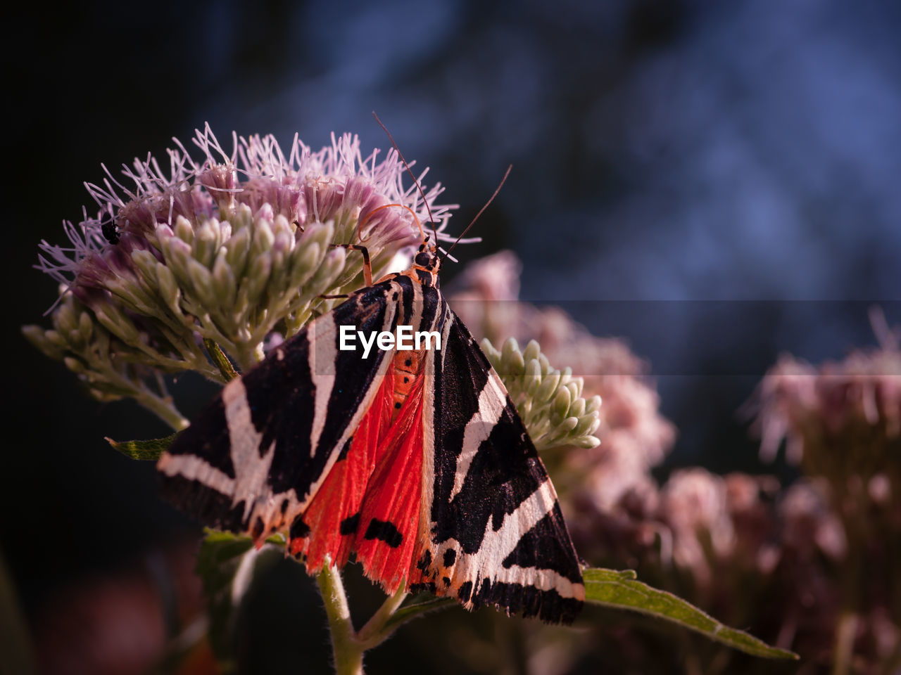 Close-up of butterfly on flowers at park