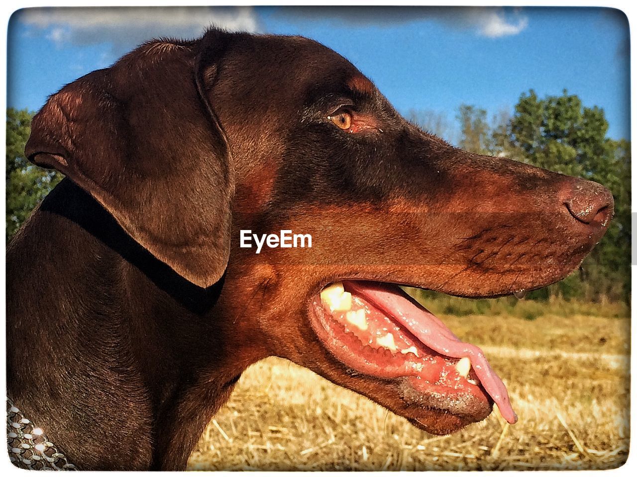 CLOSE-UP OF DOG WITH MOUTH OPEN