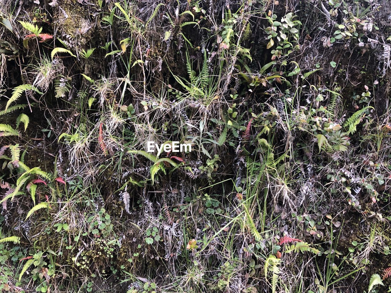 FULL FRAME SHOT OF PLANTS GROWING ON FIELD