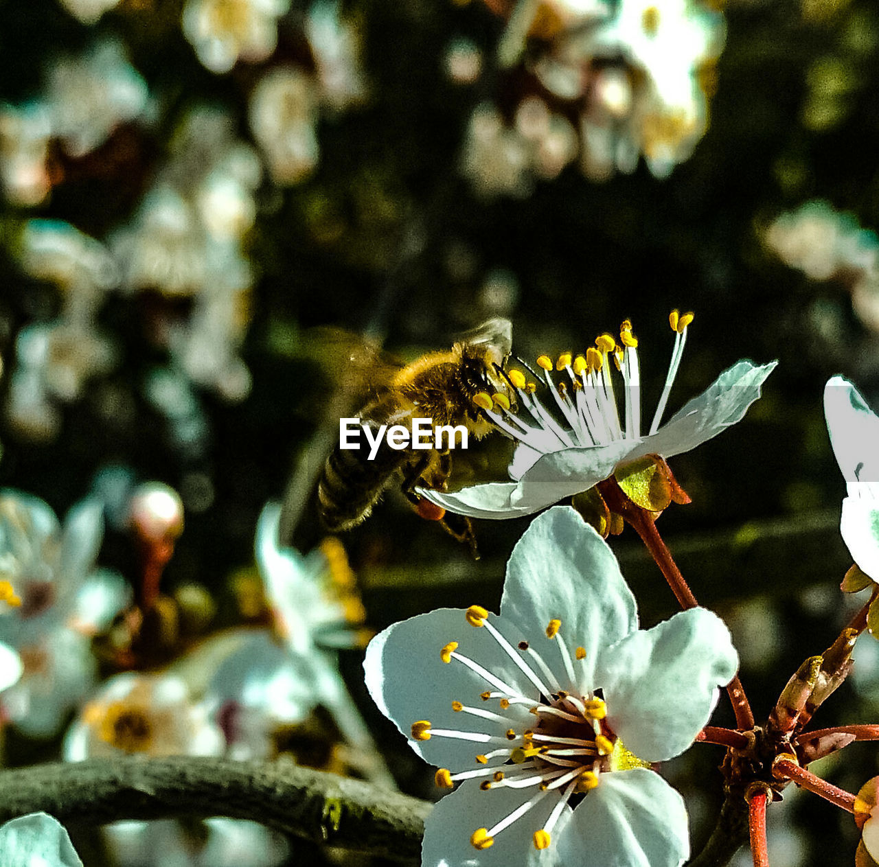 Close-up of honey bee pollinating on flower