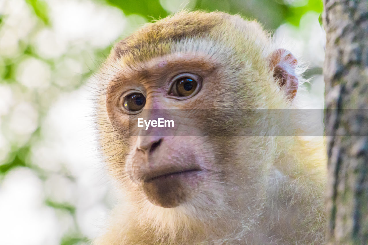 The macaque monkeys of monkey hill, phuket.