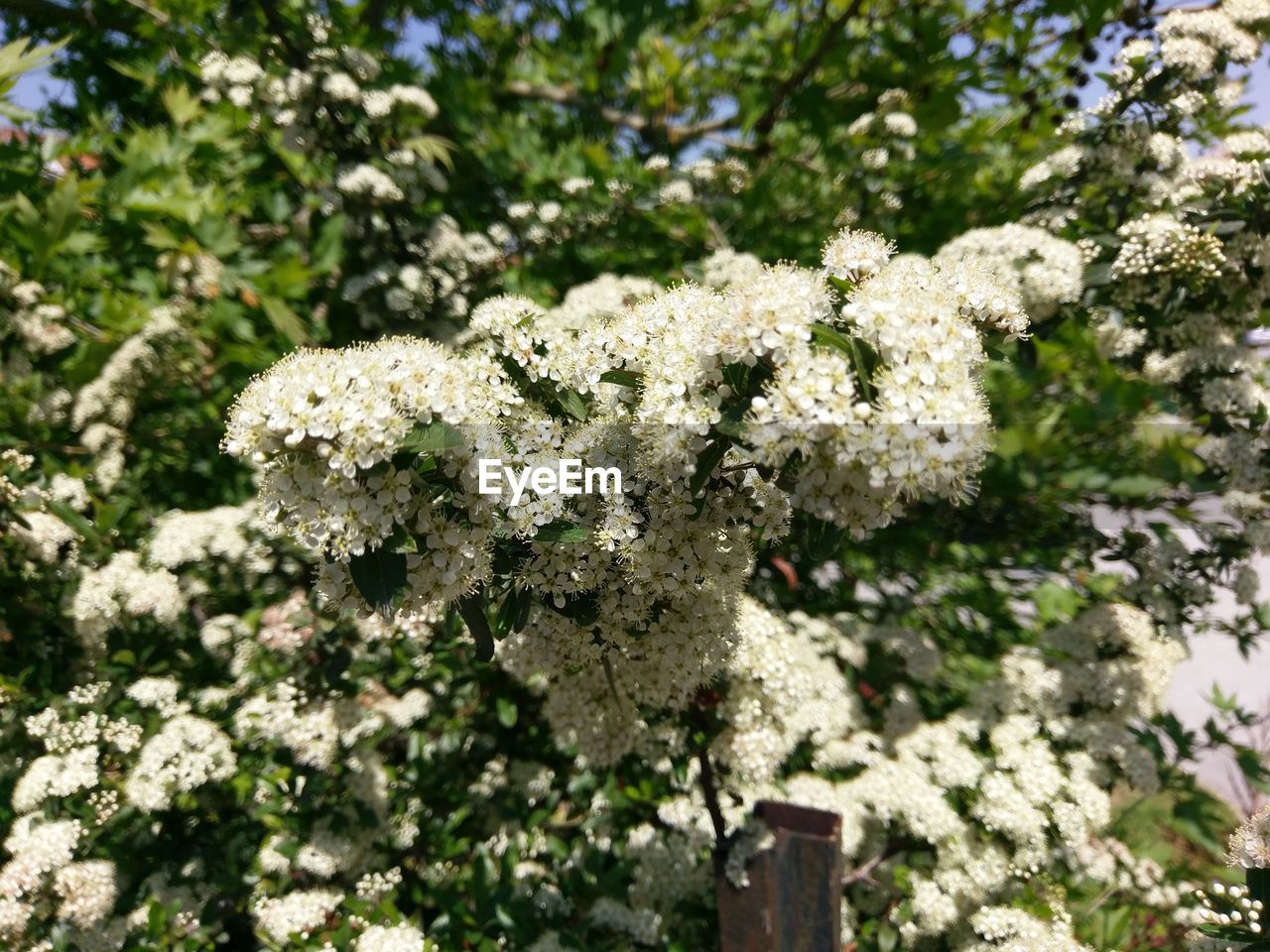 CLOSE-UP OF FLOWERS