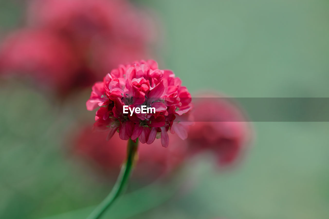 flower, flowering plant, plant, freshness, beauty in nature, close-up, pink, nature, fragility, macro photography, blossom, flower head, petal, inflorescence, focus on foreground, red, no people, growth, outdoors, selective focus, rose, green, plant stem, day, springtime